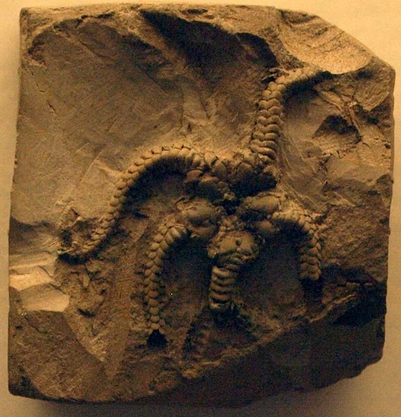 File:OphiuraWetherelli-NaturalHistoryMuseum-August23-08.jpg