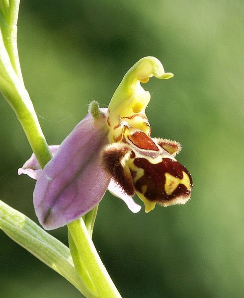 File:Ophrys apifera flower3.jpg