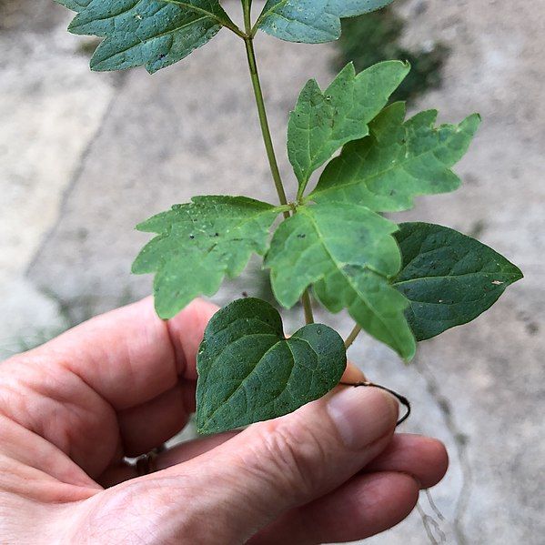 File:Parthenocissus quinquefolia seedling.jpg