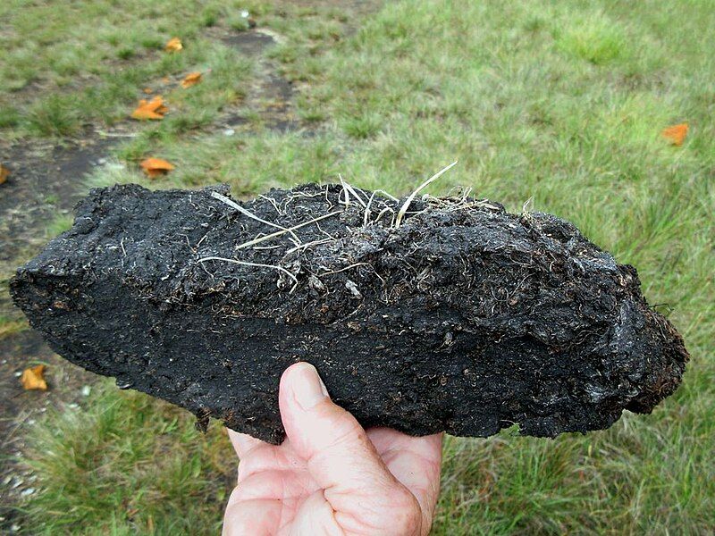 File:Peat (49302157252).jpg