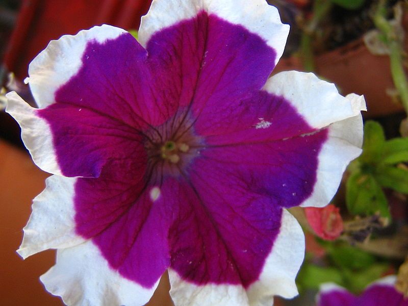 File:Petunia of greek.JPG