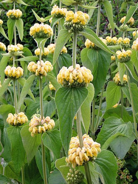 File:Phlomis russeliana01.jpg