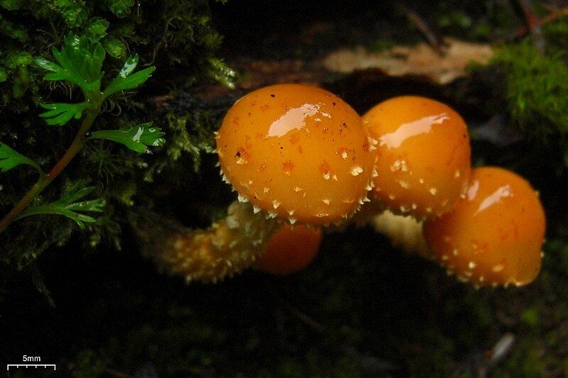 File:Pholiota limonella 109082.jpg