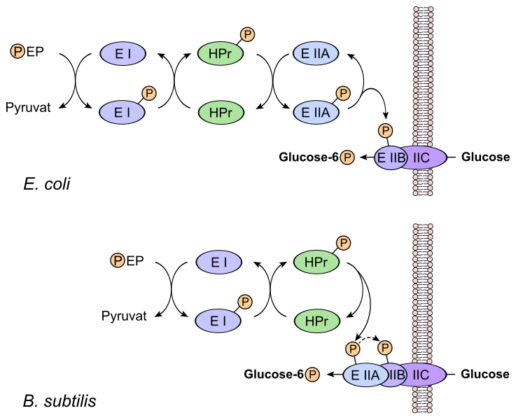 File:Phosphotransferase system.svg