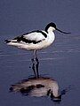 Pied avocet, Recurvirostra avosetta