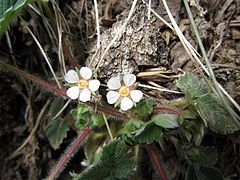 Plant with flowers