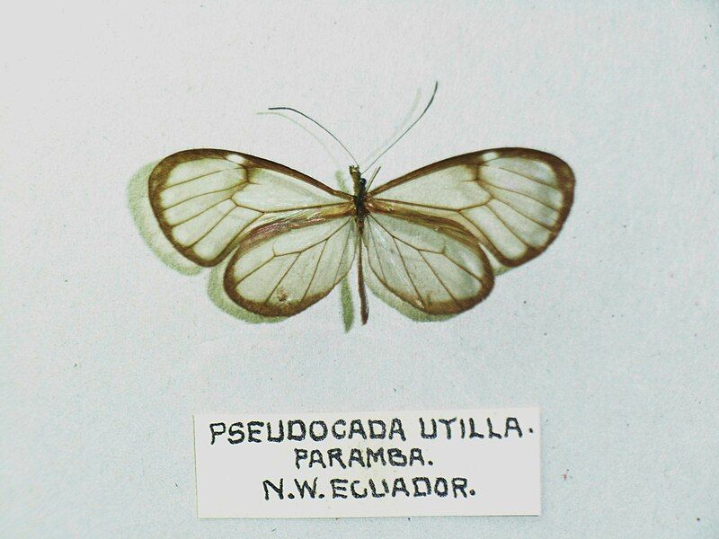 File:Pseudocadautilla.jpg