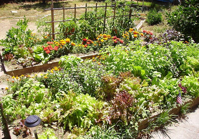 File:Raised bed.jpg