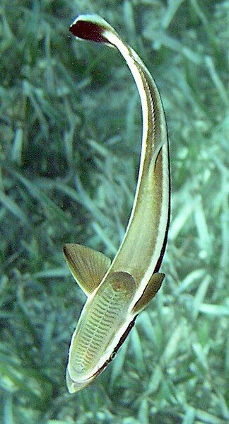 File:Remora.jpg