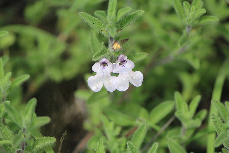 File:Salvia axillaris.jpg