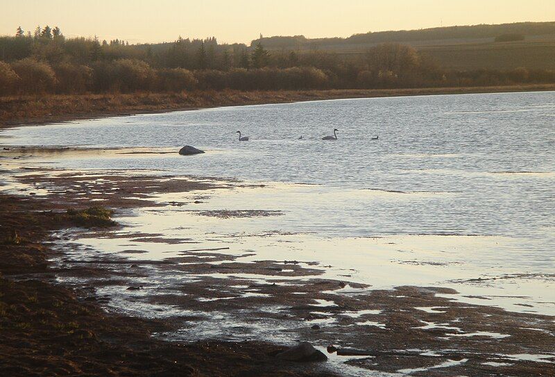 File:Saskatoon Lake Swans.JPG