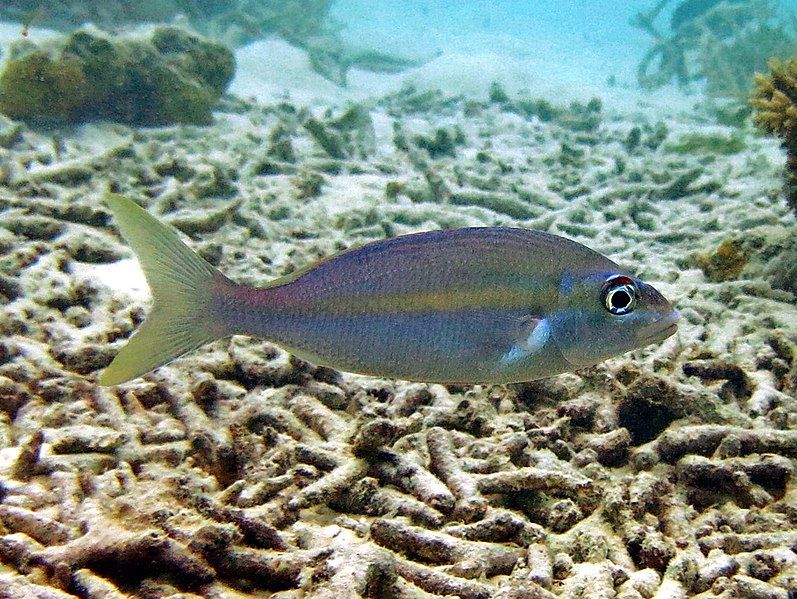 File:Scolopsis affinis Maldives.JPG