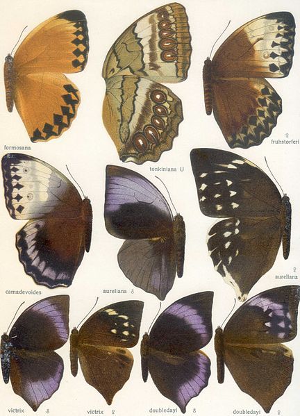 File:Seitz9FaunaIndoAustralicaPlate103.jpg