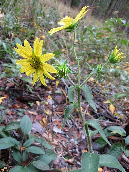 File:Silphium mohrii.jpg