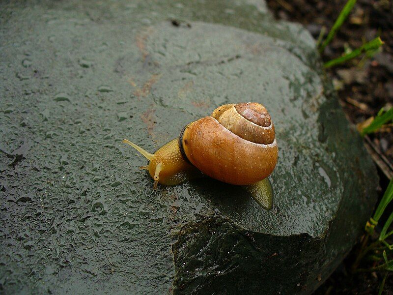 File:Snail3.jpg