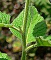 Solanum wallacei