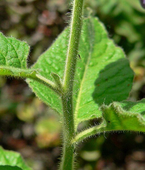 File:Solanum wallacei 4.jpg