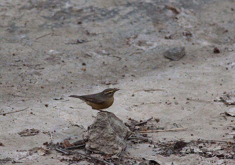 File:Sulphur Bellied Warbler.jpg