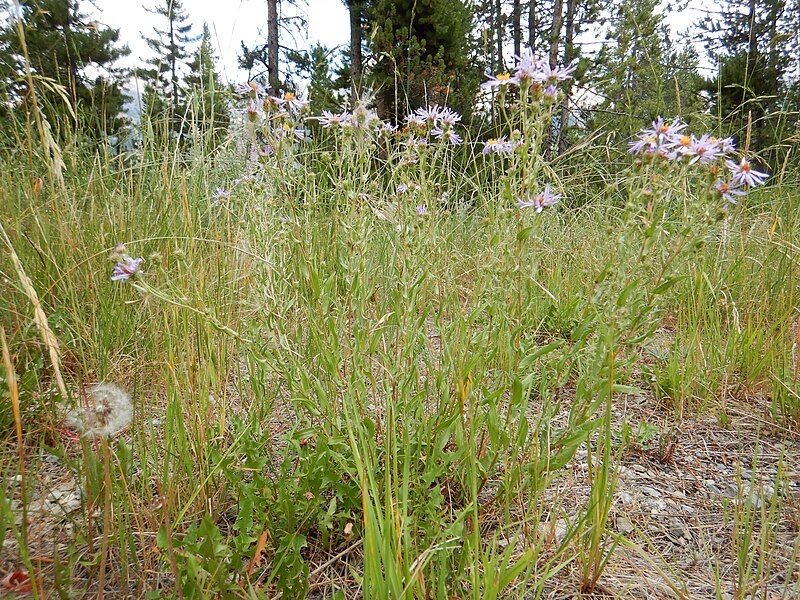 File:Symphyotrichum campestre 48592238022.jpg