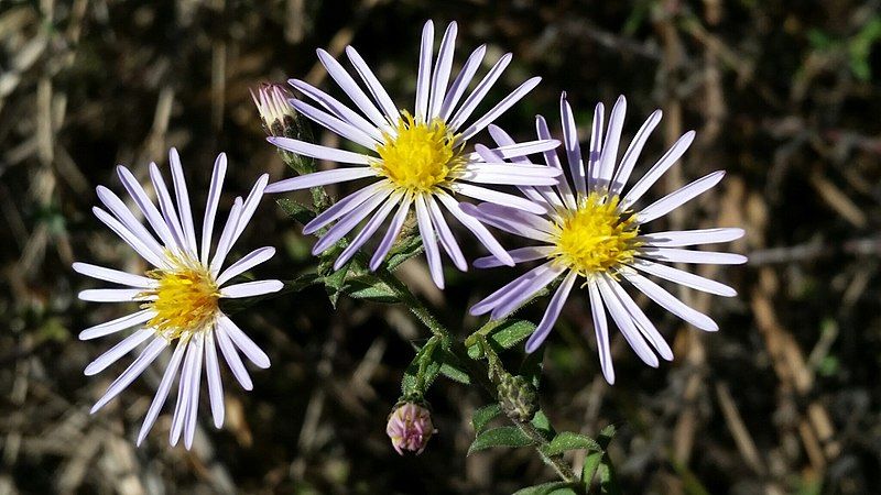 File:Symphyotrichum fontinale 57198402.jpg