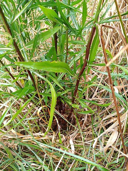 File:Symphyotrichum subulatum 114887428.jpg