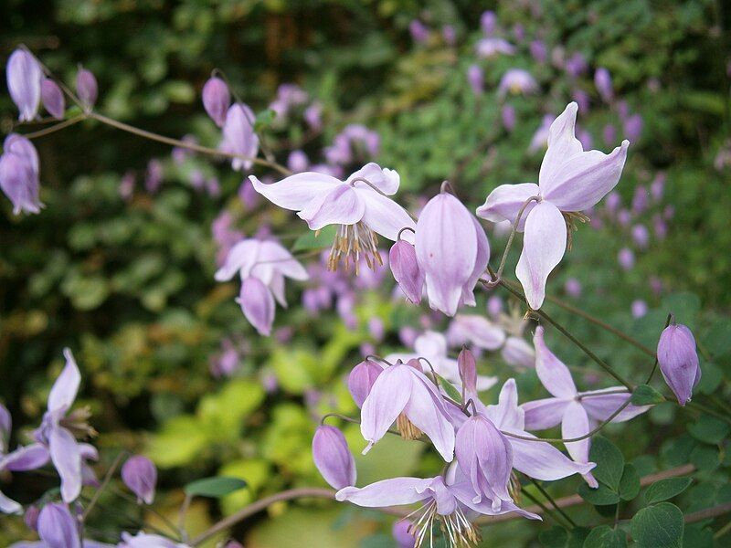 File:Thalictrum chelidonii02.jpg