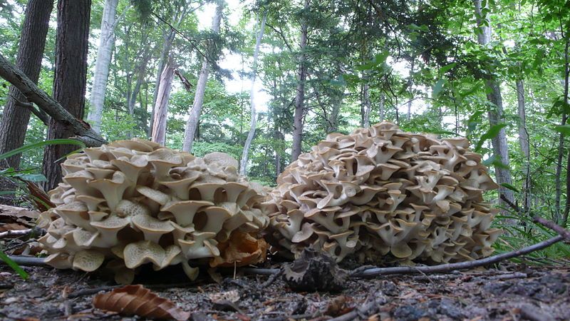 File:Umbrella Polypore.jpg