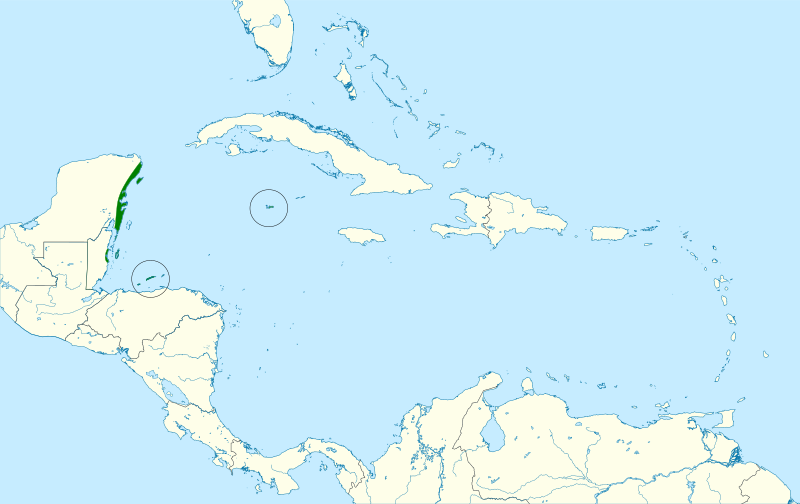 File:Vireo magister map.svg