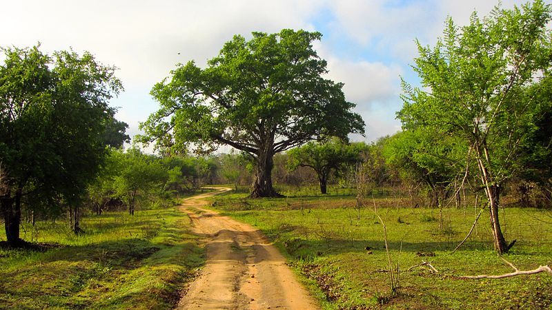 File:WasgamuwaNationalPark-September2014 (2).JPG