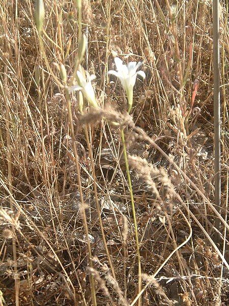 File:White Elegant Brodiaea.JPG