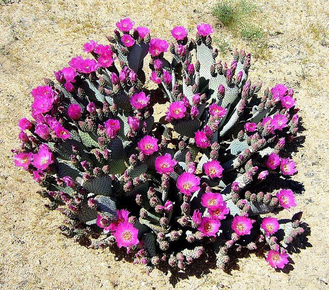 File:Wild Opuntia basilaris.jpg