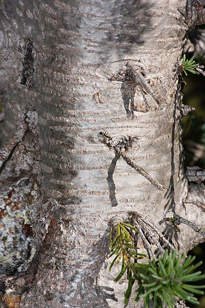 File:Abies lasiocarpa 7114.JPG