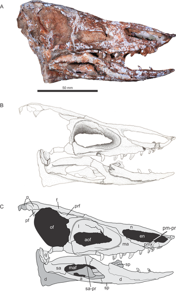 File:Aetosauroides skull.PNG