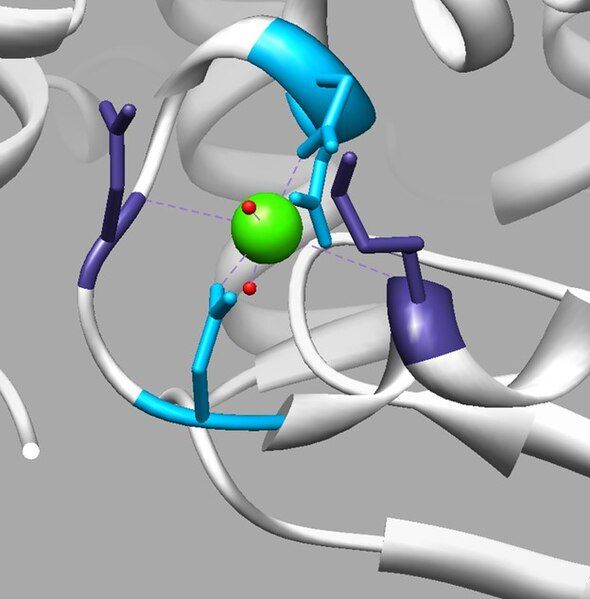 File:Alpha-Lactalbumin Binding Site.jpg