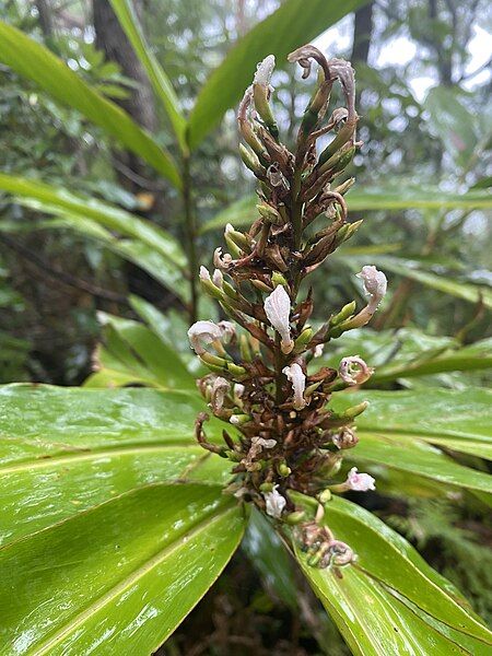 File:Alpinia caerulea 251925132.jpg