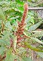 Amaranth(Edibles) Flower