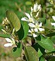 Amelanchier utahensis