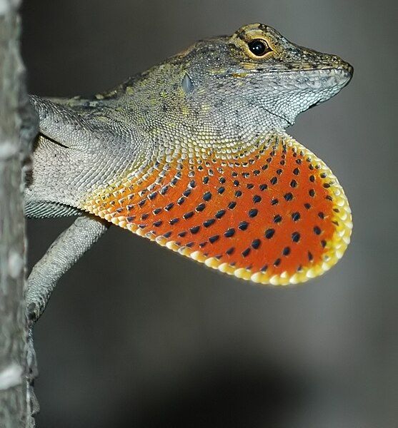 File:Anolis sagrei tête.JPG