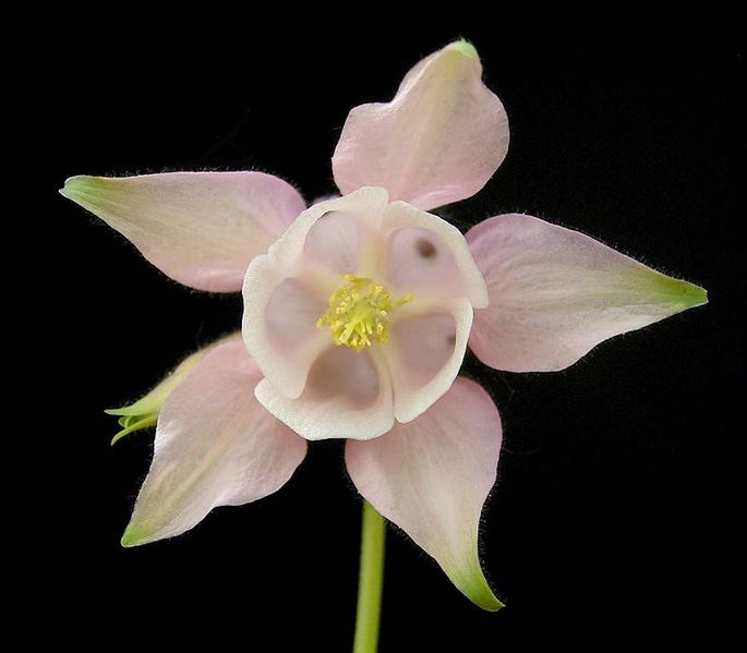 File:Aquilegia vulgaris5 ies.jpg