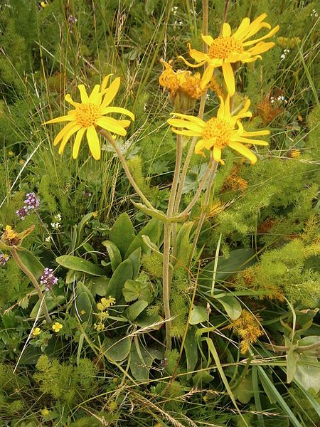 File:Arnica montana003.jpg