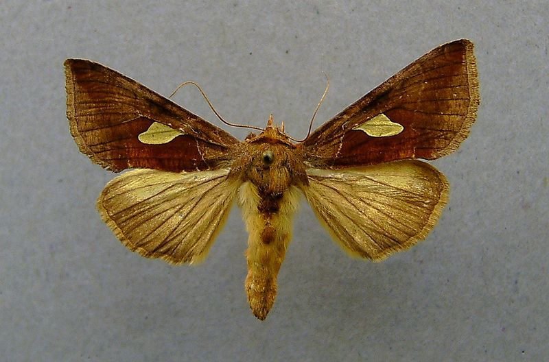 File:Autographa bractea.jpg