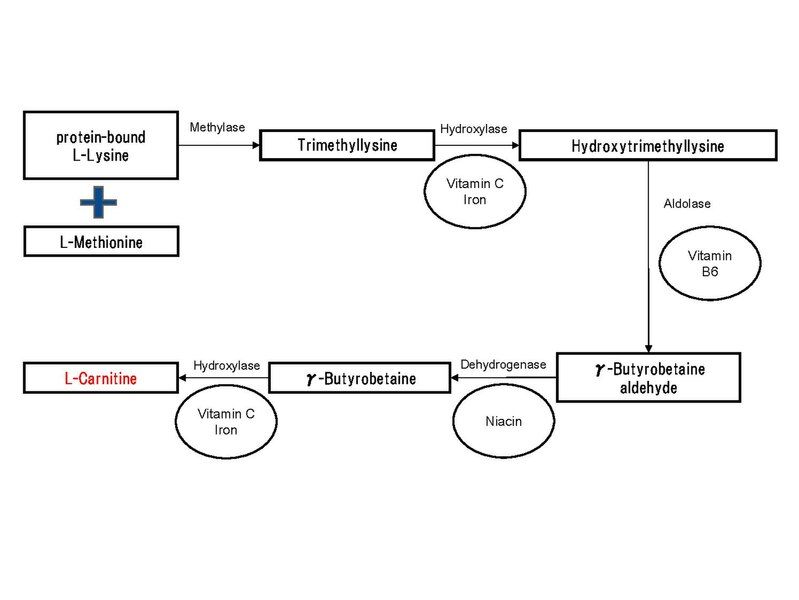 File:Biosynthesis L-carnitine.pdf