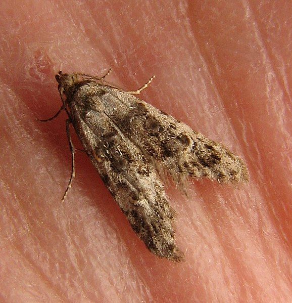 File:Bondia moth.jpg