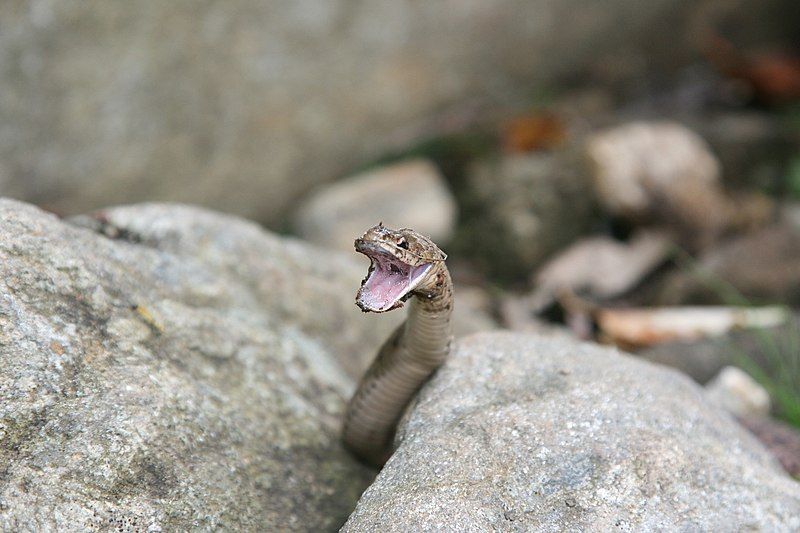 File:BrownSnake3 BrandonDempster.jpg