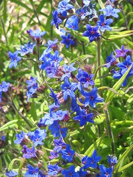 File:Buglossoides purpurocaeruleum02.jpg