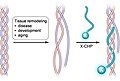 Collagen hybridizing peptides