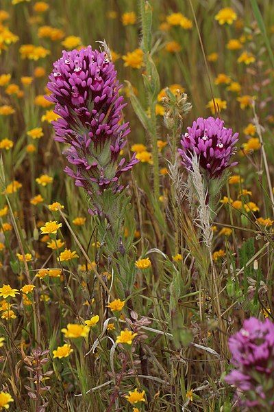 File:Castilleja exserta 8031.JPG