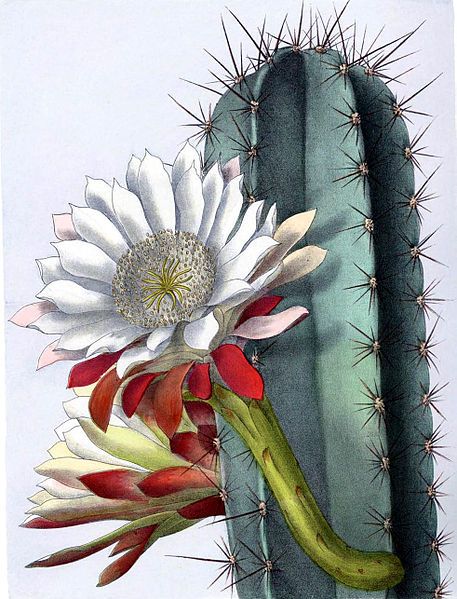 File:Cereus repandus BlKakteenT131.jpg