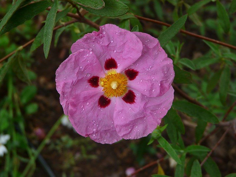 File:Cistus purpureus2.jpg