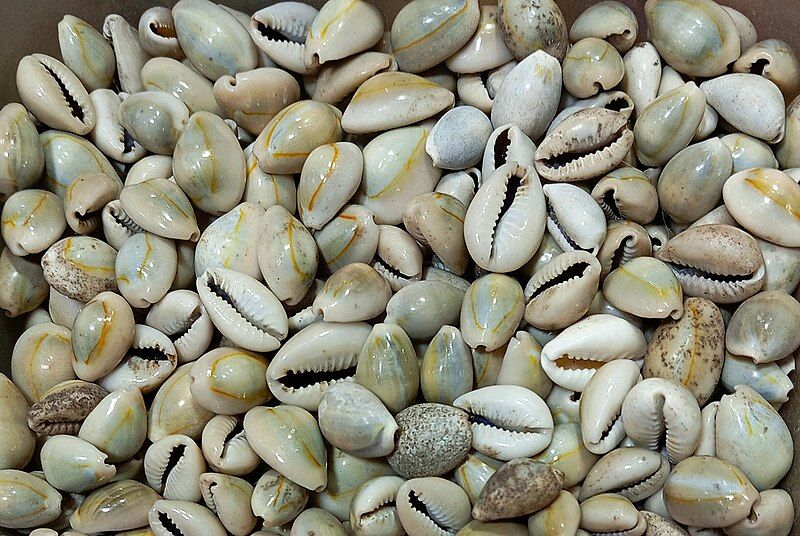 File:Cowrie shells.jpg